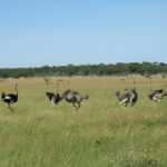pictures of Ostrich playing around