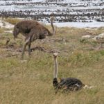 Image of Ostrich