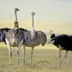 Photo of Ostrich