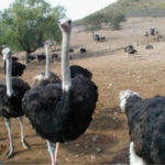 Ostrich's Pictures