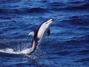 Pictures of Pacific White Sided Dolphin 