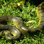 Anaconda Photos