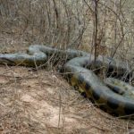 Anaconda Pictures