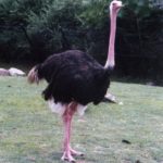 Ostrich pictures
