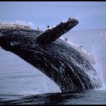Whale Pictures