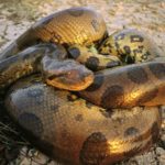 Real Anaconda Pictures
