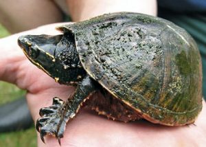 Stinkpot Turtle Picture