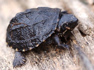 Photos of Stinkpot Turtle