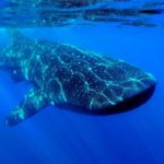 Whales