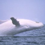 Image of Whale