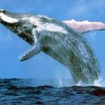 Images of Whale