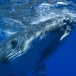 Photo of Whale