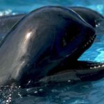 Photos of Whale