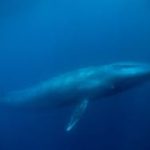 Picture of Whale