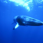 Pictures of Whale