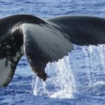 Whale Tail Images