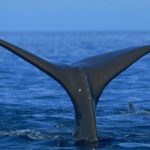 Pictures of Whale Tail