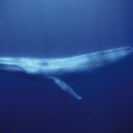 Whales Pictures