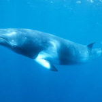 Whale's Picture