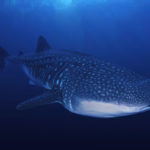 Whale's Image