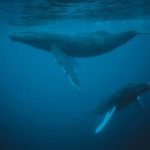Whales Photo
