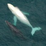 White Whale Pictures
