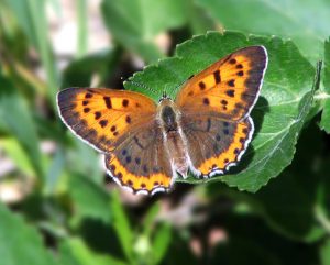 Picture 1 - American Copper Butterfly