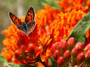 American Copper Butterfly Photos Photos of American Copper Butterfly