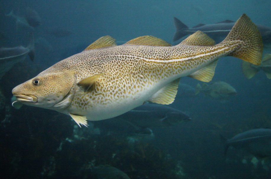 Atlantic Cod