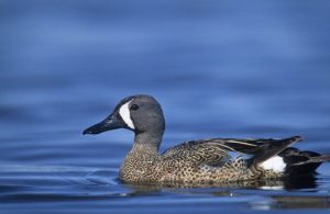 Blue Winged Teal Blue Winged Teal Picture