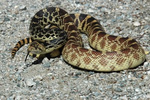 Bull Snake Bull Snake Picture