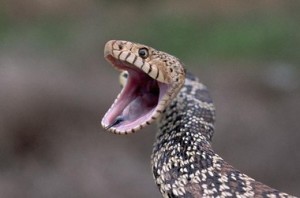 Bull Snake Images Images of Bull Snake