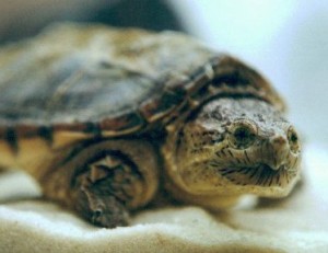 Common Snapping Turtle Images Images of Common Snapping Turtle