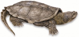 Common Snapping Turtle Pictures Pictures of Common Snapping Turtle
