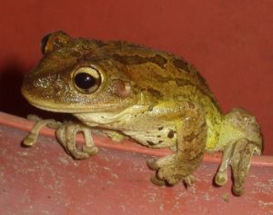 Cuban Tree Frog Cuban Tree Frog Picture