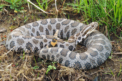 Picture 3 Eastern Massasauga Rattlesnake Photo