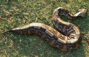 Gaboon Viper Photos Photos of Gaboon Viper