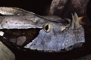 Gaboon Viper Pictures Pictures of Gaboon Viper