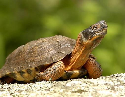 [Image: Wood-Turtle.jpg]