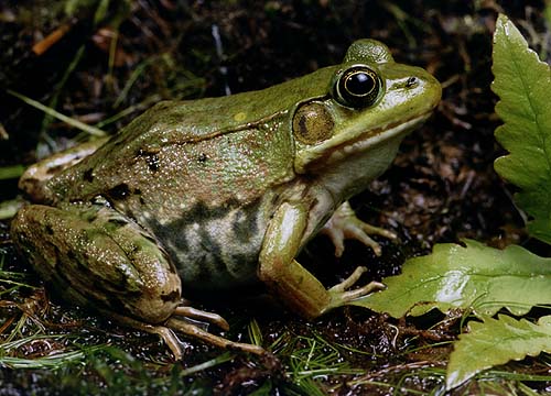 Green Frog