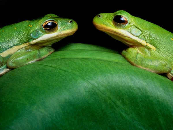 Images of Green Tree Frog Picture 5 Green Tree Frog Image