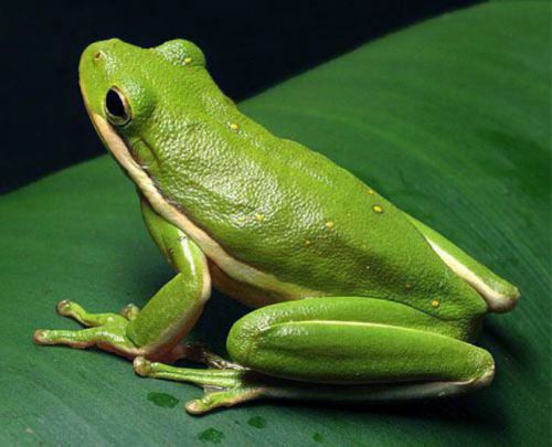 Photos of Green Tree Frog Picture 2 Green Tree Frog Photo