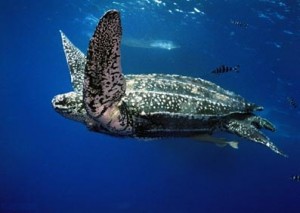 Photos of Leatherback Turtle