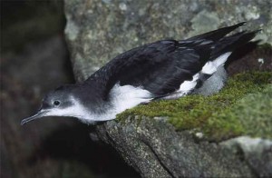 Manx Shearwater Manx Shearwater Picture