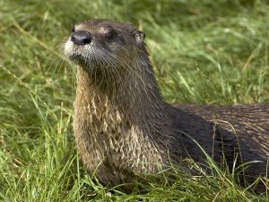 North American River Otter Picture
