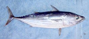 Pictures of Skipjack Tuna