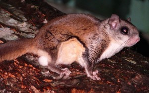Southern Flying Squirrel Picture