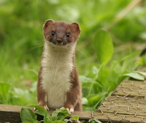 Stoat Photos Photos of Stoat