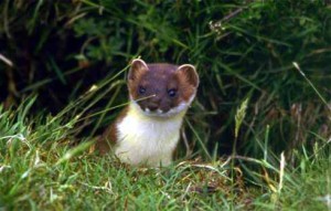 Stoat Pictures Pictures of Stoat
