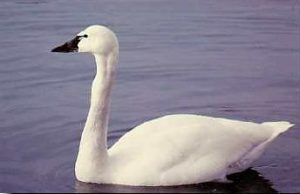 Tundra Swan Photos Photos of Tundra Swan